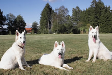 Coralie,Chinnok,Carwyn